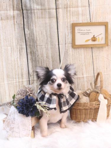 20241011レイくん